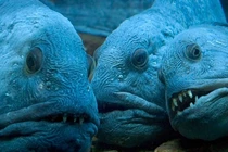 Rùng mình “quái vật biển sâu” có vẻ ngoài xấu như phim kinh dị 