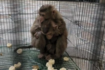 Hai cá thể khỉ "quậy tung" nhà dân ở TP.HCM: Loài nguy cấp! 