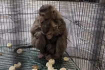 Hai cá thể khỉ "quậy tung" nhà dân ở TP.HCM: Loài nguy cấp! 