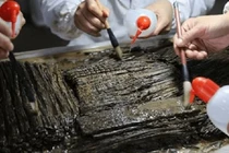 Phát hiện hộp giòi trong thủy mộ, chuyên gia hô lớn: “Là thần dược!” 