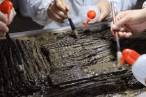 Phát hiện hộp giòi trong thủy mộ, chuyên gia hô lớn: “Là thần dược!” 