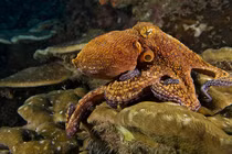 Phát hiện gen lạ “nhảy” trong não người và “sinh vật ngoài hành tinh"