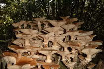 Không thể tin sinh vật lớn nhất hành tinh lại là một.. cây nấm!