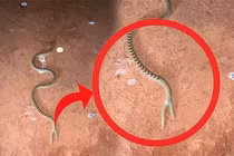 Sự thật gây sốc về sinh vật bí ẩn mình rắn, 'đuôi người cá'