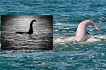 Tuyên bố sốc: "Quái vật hồ Loch Ness là 'của quý' của cá voi"? 
