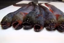 Kinh hãi cá mặt quỷ xấu phát hờn, hệt... người ngoài hành tinh 