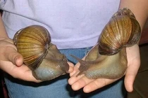 Phát hoảng những loài động vật bỗng hoá khổng lồ như quái vật