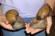 Phát hoảng những loài động vật bỗng hoá khổng lồ như quái vật