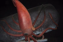 Phát choáng loạt bí ẩn “không tin nổi” dưới đáy đại dương 