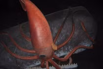 Phát choáng loạt bí ẩn “không tin nổi” dưới đáy đại dương 