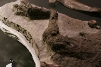 Nóng: Tìm thấy hài cốt quái vật bị vật thể ngoài hành tinh giết chết 