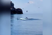 Soi loài cá lớn nhất hành tinh bất ngờ xuất hiện ở Bình Định