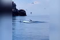 Soi loài cá lớn nhất hành tinh bất ngờ xuất hiện ở Bình Định