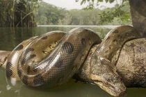 Quái vật đáng sợ nhất rừng Amazon, làm tan xương nát thịt cả trâu rừng