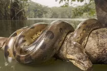 Quái vật đáng sợ nhất rừng Amazon, làm tan xương nát thịt cả trâu rừng