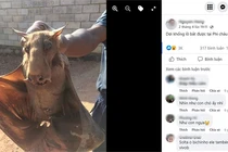 Bắt được sinh vật mình dơi đầu ngựa kỳ dị gây sốt cộng đồng mạng 