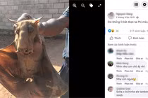 Bắt được sinh vật mình dơi đầu ngựa kỳ dị gây sốt cộng đồng mạng 