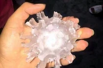 Mưa đá hình virus Corona bất ngờ dội xuống: Điềm báo gì? 