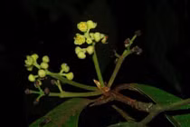 Phát hiện loài thực vật mới ở Việt Nam: Cực hiếm và nguy cấp! 