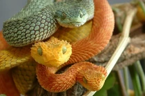 Đụng những loài độc xà này, ai cũng phải quay đầu chạy thục mạng!