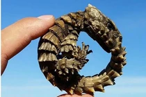 Sinh vật y hệt rồng non xuất hiện, chuyên gia hốt hoảng