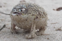 Loài ếch hiếm phát ra âm thanh đáng sợ, ai nghe cũng hãi 