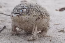 Loài ếch hiếm phát ra âm thanh đáng sợ, ai nghe cũng hãi 