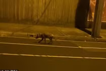 Sinh vật lạ lang thang trên đường phố Úc: Bất ngờ sự thật! 