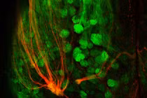 Phát hiện chi tiết cực sốc về phút cận tử của con người 