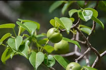 Loài quả nhìn ngon tuyệt nhưng đoạt mạng người hơn cả axit 