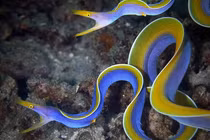 Kinh ngạc top động vật có siêu năng lực... đảo ngược giới tính 