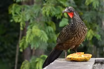 Kinh ngạc loài chim thải ra đặc sản đắt như vàng, ai cũng mê mẩn 