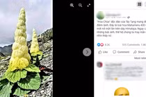 Giật mình sự thật “cây thần Tây Tạng 400 năm nở hoa 1 lần"