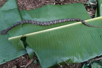 Phải vào Bạch Mai điều trị vì rắn lạ cắn: Loài "hung thần" của VN 