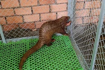 Cá thể tê tê "lơ ngơ" đi lạc ở Lâm Đồng: Loài cực quý! 