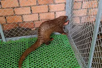 Cá thể tê tê "lơ ngơ" đi lạc ở Lâm Đồng: Loài cực quý! 