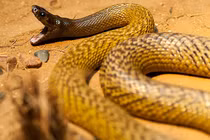 Điểm danh những loài độc xà nguy hiểm nhất hành tinh, chớ dại đến gần 