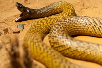 Điểm danh những loài độc xà nguy hiểm nhất hành tinh, chớ dại đến gần 