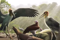 Phát hiện “quái điểu” khổng lồ sống cùng người tí hon ở Đông Nam Á