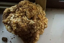 Thấy "súp lơ" lạ, hóa ra là báu vật Tần Thủy Hoàng ao ước