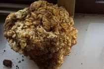 Thấy "súp lơ" lạ, hóa ra là báu vật Tần Thủy Hoàng ao ước