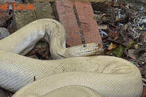 Bạch xà, cá lăng khủng... loạt “thủy quái” thình lình xuất hiện ở Việt Nam