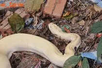 Rắn trắng muốt và loạt “quái thú” dị hợm ở Việt Nam