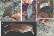 Sinh vật tưởng biến mất xuất hiện trở lại: Cảnh báo đại tuyệt chủng?