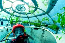 Cảnh tượng kinh ngạc ở khu vườn dưới đáy biển độc nhất hành tinh 