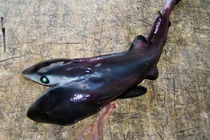 Quái ngư nào ngày càng “xâm chiếm” đại dương, chuyên gia đau đầu giải mã? 