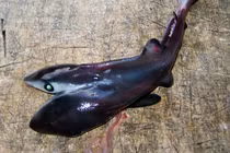 Quái ngư nào ngày càng “xâm chiếm” đại dương, chuyên gia đau đầu giải mã? 