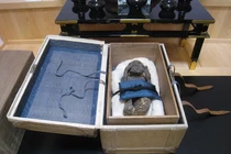 Chụp CT xác ướp "nàng tiên cá" 300 tuổi, lộ bí mật cực choáng 