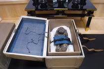 Chụp CT xác ướp "nàng tiên cá" 300 tuổi, lộ bí mật cực choáng 