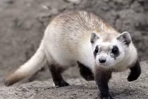 Giật mình những loài đanh đá, "máu chiến" nhất thế giới động vật